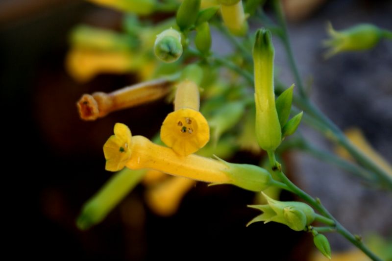 esotica da determinare..- Nicotiana glauca